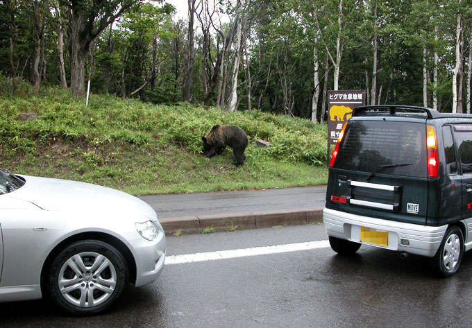 ヒグマに対する私たちの考え方と取り組み 公益財団法人 知床財団